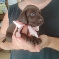 Bethany, a female German Shorthaired Pointer for sale in Defuniak Springs, FL – 5 of 10