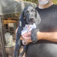 Will, a male German Shorthaired Pointer for sale in Defuniak Springs, FL – 10 of 10