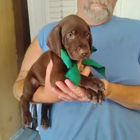 Sigmond , a male German Shorthaired Pointer for sale in Defuniak Springs, FL – 6 of 10
