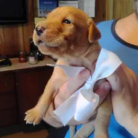 Ollie, a male Labrador Retriever for sale in Defuniak Springs, FL – 7 of 8