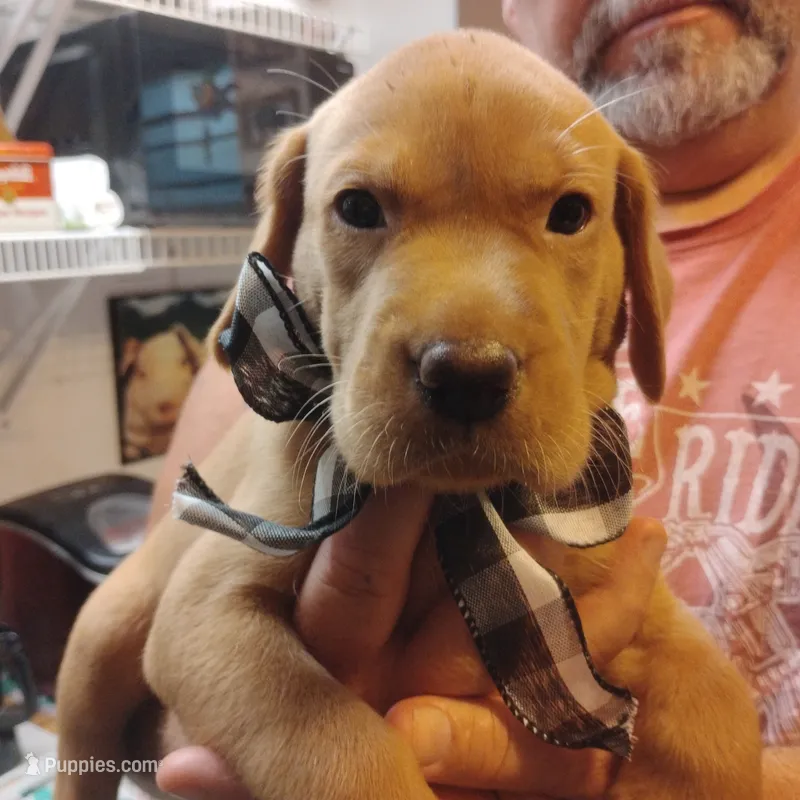 Sammy – Labrador Retriever puppy for sale in Defuniak Springs, FL