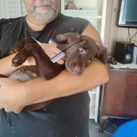 Clara, a female German Shorthaired Pointer for sale in Defuniak Springs, FL – 6 of 8