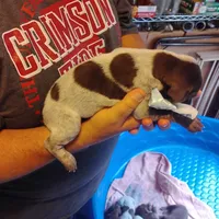 Foghorn Leghorn, a male German Shorthaired Pointer for sale in Defuniak Springs, FL – 9 of 9