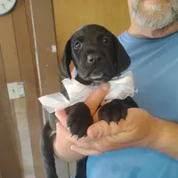 Will, a male German Shorthaired Pointer for sale in Defuniak Springs, FL – 8 of 10