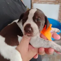 Mahi, a male German Shorthaired Pointer for sale in Defuniak Springs, FL – 5 of 7