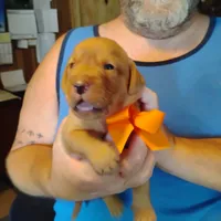 Marty, a male Labrador Retriever for sale in Defuniak Springs, FL – 3 of 7