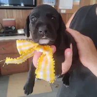 Audrey, a female German Shorthaired Pointer for sale in Defuniak Springs, FL – 2 of 9