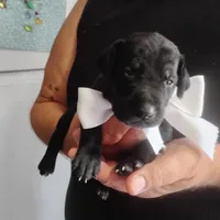 Will, a male German Shorthaired Pointer for sale in Defuniak Springs, FL – 5 of 10