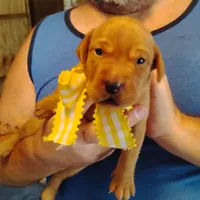Sunny Flower, a female Labrador Retriever for sale in Defuniak Springs, FL – 7 of 9