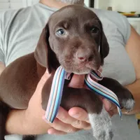 Petunia, a female German Shorthaired Pointer for sale in Defuniak Springs, FL – 7 of 8