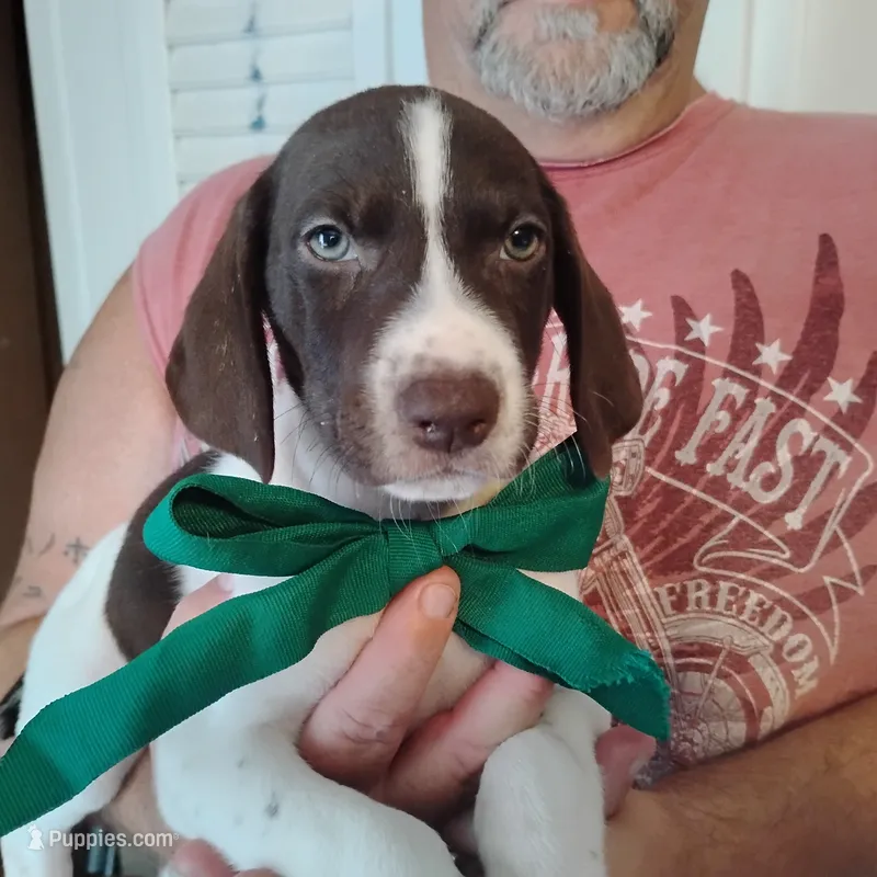 Tuna Fish  – German Shorthaired Pointer puppy for sale in Defuniak Springs, FL