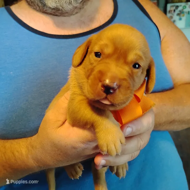 Marty – Labrador Retriever puppy for sale in Defuniak Springs, FL