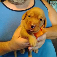 Marty, a male Labrador Retriever for sale in Defuniak Springs, FL – 1 of 7