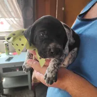 Spumoni , a male German Shorthaired Pointer for sale in Defuniak Springs, FL – 3 of 8