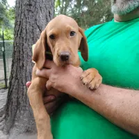 Woodrow, a male Labrador Retriever for sale in Defuniak Springs, FL – 7 of 9