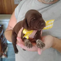 Abigail, a female German Shorthaired Pointer for sale in Defuniak Springs, FL – 4 of 9