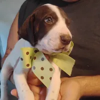 Sebastian , a male German Shorthaired Pointer for sale in Defuniak Springs, FL – 7 of 10