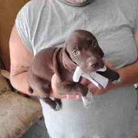 Tweety, a female German Shorthaired Pointer for sale in Defuniak Springs, FL – 4 of 10