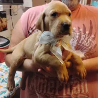 Ollie, a male Labrador Retriever for sale in Defuniak Springs, FL – 8 of 8