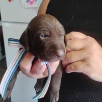 Clara, a female German Shorthaired Pointer for sale in Defuniak Springs, FL – 2 of 8