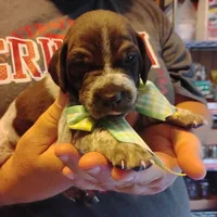 Marvin Martian , a male German Shorthaired Pointer for sale in Defuniak Springs, FL – 8 of 8