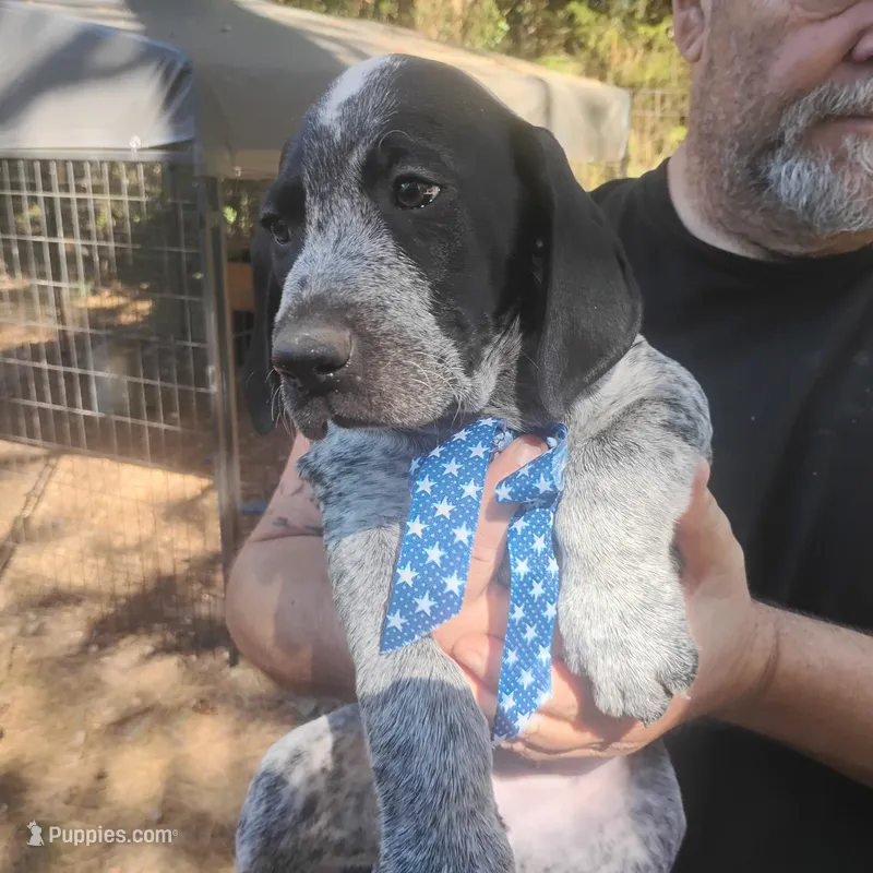 Eddy – German Shorthaired Pointer puppy on hold in Defuniak Springs, FL