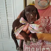 Remora, a female German Shorthaired Pointer for sale in Defuniak Springs, FL – 3 of 7