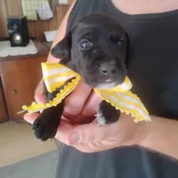 Audrey, a female German Shorthaired Pointer for sale in Defuniak Springs, FL – 7 of 9