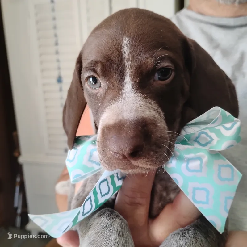 Foghorn Leghorn – German Shorthaired Pointer puppy for sale in Defuniak Springs, FL