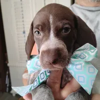 Foghorn Leghorn, a male German Shorthaired Pointer for sale in Defuniak Springs, FL – 1 of 8