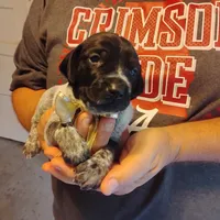 Sylvester, a male German Shorthaired Pointer for sale in Defuniak Springs, FL – 5 of 6