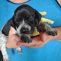 Peach Cobbler, a female German Shorthaired Pointer for sale in Defuniak Springs, FL – 5 of 9