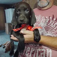 Speedy Gonzales, a male German Shorthaired Pointer for sale in Defuniak Springs, FL – 2 of 7
