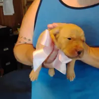 Posie, a female Labrador Retriever for sale in Defuniak Springs, FL – 6 of 10