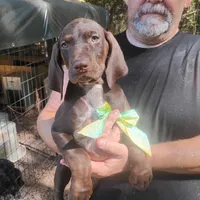 Homer , a male German Shorthaired Pointer for sale in Defuniak Springs, FL – 8 of 10