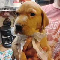 Ollie, a male Labrador Retriever for sale in Defuniak Springs, FL – 2 of 8