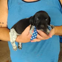 Neopolitan , a male German Shorthaired Pointer for sale in Defuniak Springs, FL – 10 of 10