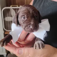 Marlin, a male German Shorthaired Pointer for sale in Defuniak Springs, FL – 7 of 7