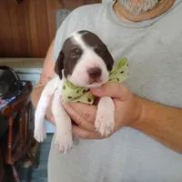 Sebastian , a male German Shorthaired Pointer for sale in Defuniak Springs, FL – 6 of 7