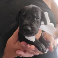 Will, a male German Shorthaired Pointer for sale in Defuniak Springs, FL – 3 of 10