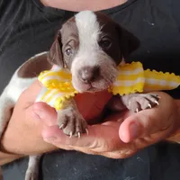 Lady fish , a female German Shorthaired Pointer for sale in Defuniak Springs, FL – 5 of 8