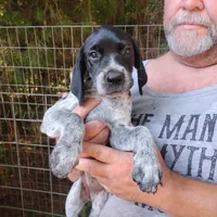 Peach Cobbler, a female German Shorthaired Pointer for sale in Defuniak Springs, FL – 6 of 7