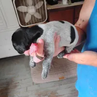 Strawberry Shortcake, a female German Shorthaired Pointer for sale in Defuniak Springs, FL – 4 of 8