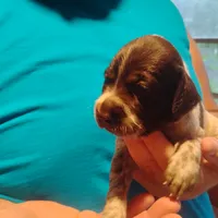 Clark, a male German Shorthaired Pointer for sale in Defuniak Springs, FL – 5 of 8