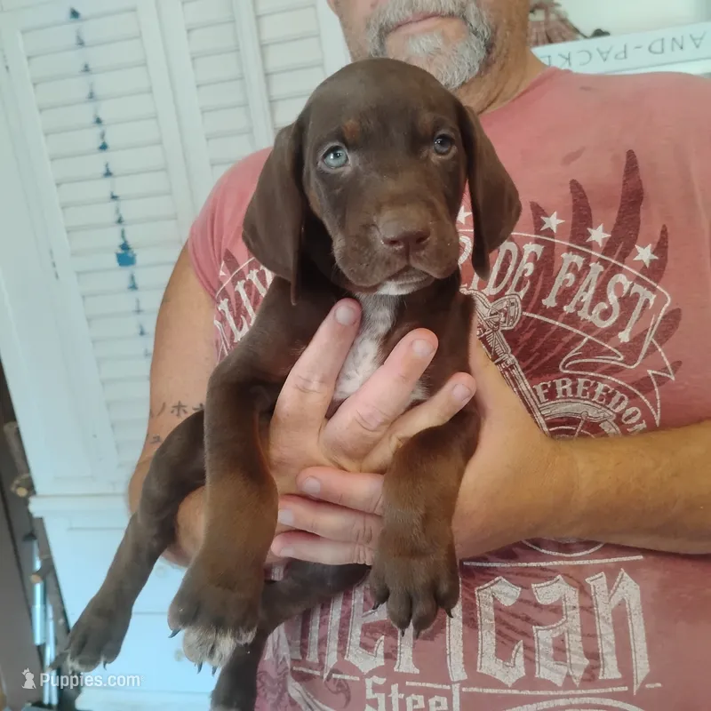 Homer  – German Shorthaired Pointer puppy for sale in Defuniak Springs, FL