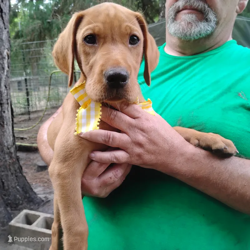 Sunny Flower – Labrador Retriever puppy on hold in Defuniak Springs, FL