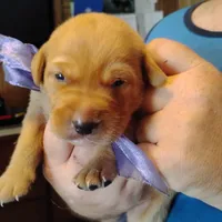 Lilac, a female Labrador Retriever for sale in Defuniak Springs, FL – 7 of 7