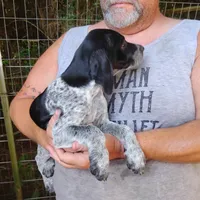 Peach Cobbler, a female German Shorthaired Pointer for sale in Defuniak Springs, FL – 5 of 7
