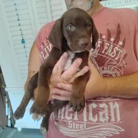 Homer , a male German Shorthaired Pointer for sale in Defuniak Springs, FL – 4 of 10