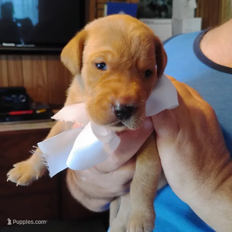 Ollie – Labrador Retriever puppy for sale in Defuniak Springs, FL